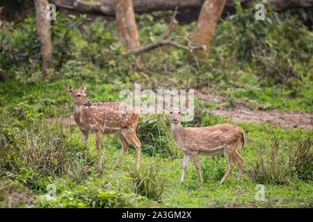 Nepal Chitwan Nationalpark, Mutter und junge Spotted Deer (Achse) Stockfoto