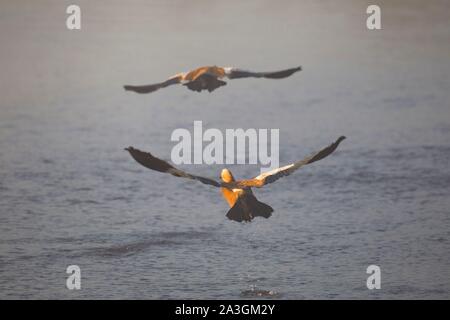 Nepal, Chitwan National Park, ein paar Ruddy Brandente (Tadorna ferruginea) Stockfoto