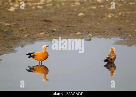 Nepal, Chitwan National Park, ein paar Ruddy Brandente (Tadorna ferruginea) Stockfoto