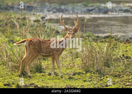 Nepal, Chitwan National Park, Spotted Deer (Achse) Männlich Stockfoto