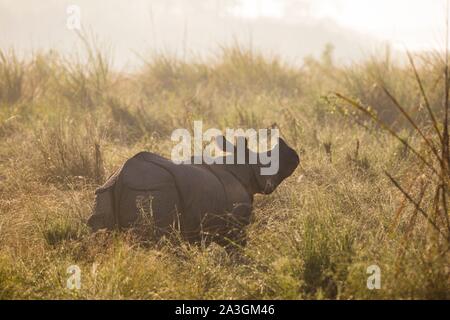 Nepal, Chitwan National Park, grössere - gehörnte Rhino (Rhinoceros unicornis) Im Grünland in den Morgen Stockfoto