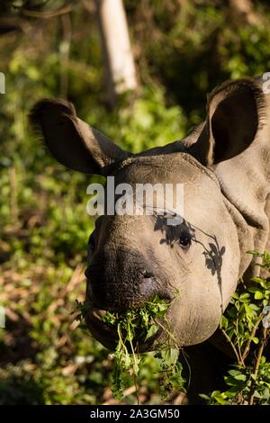 Nepal, Chitwan National Park, grössere - gehörnte Rhino (Rhinoceros unicornis) Essen Stockfoto