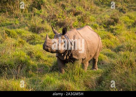 Nepal, Chitwan National Park, grössere - gehörnte Rhino (Rhinoceros unicornis) Stockfoto