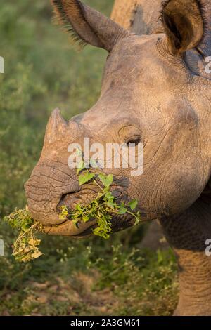 Nepal, Chitwan National Park, grössere - gehörnte Rhino (Rhinoceros unicornis) Essen Stockfoto