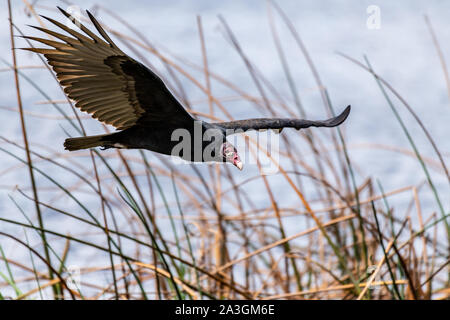 Eine rothaarige Truthahngeier in der Nähe von einem See in Florida fliegen Stockfoto