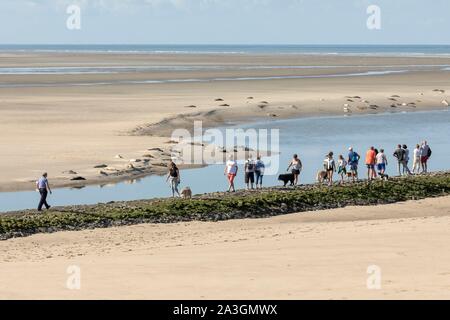 Frankreich, Nord-Pas-de-Calais", Authie Bay, Berck-sur-Mer, Touristen, Seehunde zu beobachten, sagte Meer - Kälber (Phoca vitulina), bei Ebbe die Seehunde auf den Sandbänken Stockfoto