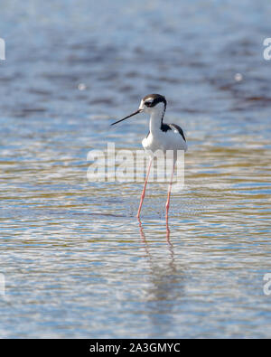 Schwarz necked Stelze allein das Waten im seichten Wasser Stockfoto