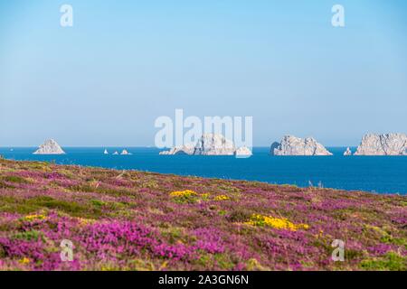 Frankreich, Finistere, Armorica Regionaler Naturpark, Halbinsel Crozon, Pointe de Dinan, Tas de Pois en gern im Hintergrund Stockfoto