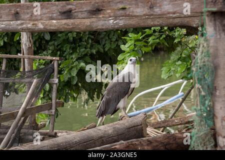 Philippinen, Palawan, Malampaya Sound geschützten Landschaft und Seascape, Captive white-bellied sea - Adler (Haliaeetus leucogaster) im Hinterhof eines Fisher House Stockfoto