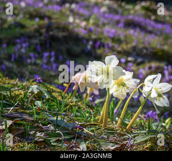 Christrosen Blume in voller Blüte. Auf dem Hügel Velika Planina in Slowenien. Mit unscharfen lila Krokusse für den Hintergrund. Stockfoto