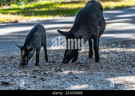 Mama und Baby wilde Schweine auf der Seite der Straße Stockfoto