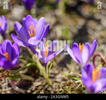 Schönen lila Blumen auf den Hügeln Velika Planina in Slowenien, Steiner Alpen. Lila Krokus, Crocus sativus, aus der Nähe. Stockfoto