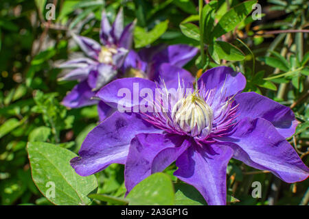 Spring Garden mit großen und violetten Clematis Blumen mit grünen Blättern. Horizontale, outdoor Foto. Nahaufnahme von Blumen Kopf. Stockfoto