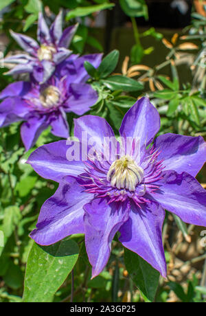 Spring Garden mit großen und violetten Clematis Blumen mit grünen Blättern. Vertikale, outdoor Foto. Nahaufnahme von Blumen Kopf. Stockfoto