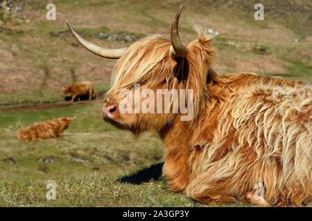 Vereinigtes Königreich, Schottland, Highland, Innere Hebriden, Isle of Mull, Highland Kuh Stockfoto