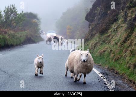 Vereinigtes Königreich, Schottland, Highlands, Hebriden, Isle of Skye, Uig, Schafe auf der Straße galoppieren. Stockfoto