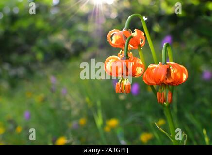 Schönes Foto von Lilium carniolicum, allgemein Golden Apple oder Krainer Lily genannt. Sie wird von den goldenen Sonnenstrahlen umgeben. Stockfoto