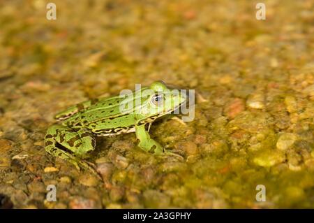 Polen, Westpommern, Smolecin (Szczecin), der Polnischen grünen Frosch oder wasserfrosch (Pelophylax kl. ESCULENTUS) Stockfoto