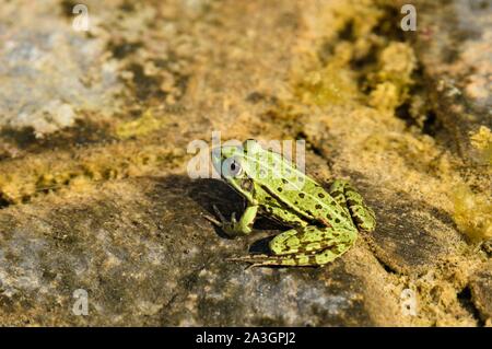 Polen, Westpommern, Smolecin (Szczecin), der Polnischen grünen Frosch oder wasserfrosch (Pelophylax kl. ESCULENTUS) Stockfoto