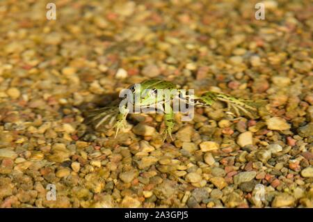 Polen, Westpommern, Smolecin (Szczecin), der Polnischen grünen Frosch oder wasserfrosch (Pelophylax kl. ESCULENTUS) Stockfoto