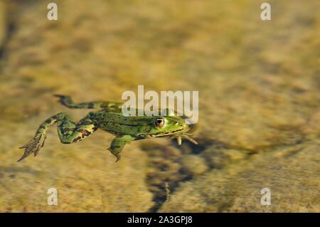 Polen, Westpommern, Smolecin (Szczecin), der Polnischen grünen Frosch oder wasserfrosch (Pelophylax kl. ESCULENTUS) Stockfoto