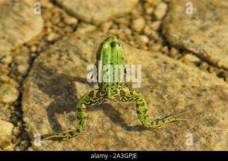 Polen, Westpommern, Smolecin (Szczecin), der Polnischen grünen Frosch oder wasserfrosch (Pelophylax kl. ESCULENTUS) Stockfoto
