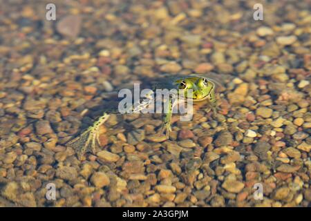 Polen, Westpommern, Smolecin (Szczecin), der Polnischen grünen Frosch oder wasserfrosch (Pelophylax kl. ESCULENTUS) Stockfoto