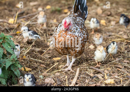 Henne und Ihr flügge - Stoapiperl/Steinhendl, eine vom Aussterben bedrohte Rasse Huhn aus Österreich Stockfoto