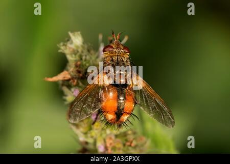 Parasitische fliegen, Tachina fera (Tachina magnicornis) auf Pferd Minze, Baden-Württemberg, Deutschland Stockfoto