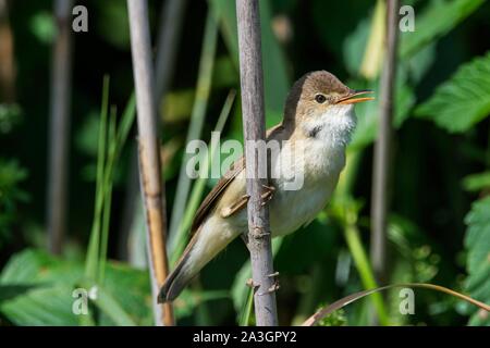 Teichrohrsänger (Acrocephalus scirpaceus) Gesang auf ein Rohr Stiel, Baden-Württemberg, Deutschland Stockfoto