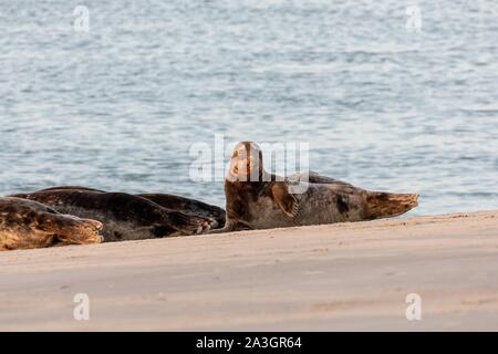 Frankreich, Somme, die Bucht der Somme, Cayeux-sur-Mer, graue Dichtungen im Kanal der Somme Stockfoto