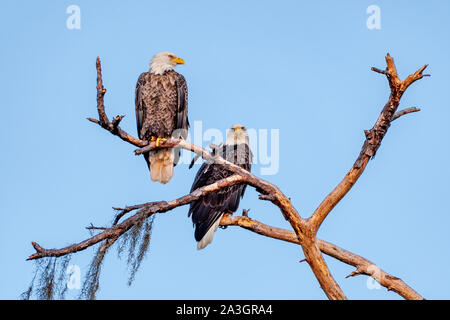 Weißkopfseeadler Gehilfen zusammen auf einem Baum gehockt Stockfoto