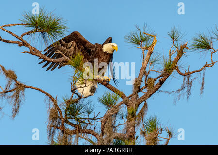 Weißkopfseeadler Landung in einem Baum Stockfoto