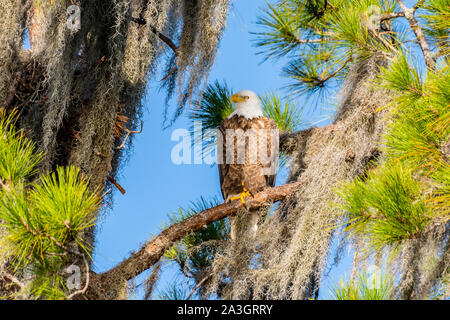 Weißkopfseeadler in einem Bemoosten Baum in Florida gehockt Stockfoto