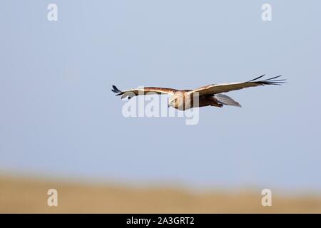 Western Sumpf - Harrier (Circus aeruginosus), weiblich, im Flug, Niedersächsisches Wattenmeer Nationalpark, Niedersachsen, Deutschland Stockfoto