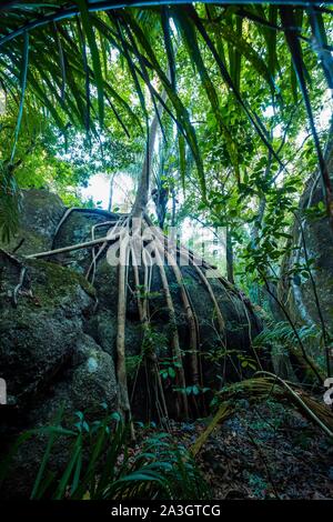 Kolumbien, Vichada, Puerto Carreno, Ventana finden auf der Orenoco Flusses, Spaziergang im Dschungel inmitten von Felsen und Ceiba ceiba pentandra Stockfoto