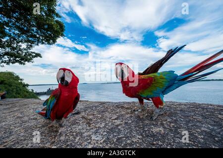 Kolumbien, Vichada, Puerto Carreno, Ventana finden auf der Orenoco Flusses, Rot von Papageien, Ara macao Stockfoto