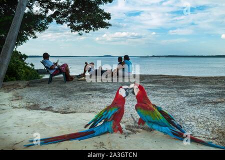 Kolumbien, Vichada, Puerto Carreno, Ventana finden auf der Orenoco Flusses, Rot von Papageien, Ara macao Stockfoto