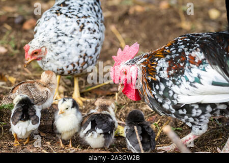 Hahn, Henne und Ihr flügge - Stoapiperl/Steinhendl, eine vom Aussterben bedrohte Rasse Huhn aus Österreich Stockfoto