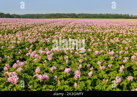 Frankreich, Somme, Nampont Saint Martin, Kartoffel Feld in der Blüte Stockfoto