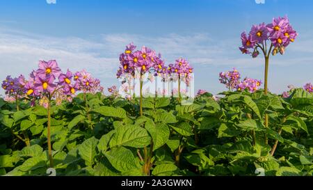 Frankreich, Somme, Nampont Saint Martin, Kartoffel Feld in der Blüte Stockfoto