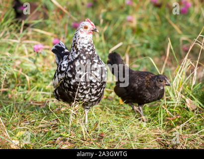 Henne und ihre Jungen - Stoapiperl/Steinhendl, eine vom Aussterben bedrohte Rasse Huhn aus Österreich Stockfoto