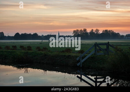 Kühe grasen in der holländischen Landschaft wie die Sonne an einem nebligen Herbst Abend Stockfoto