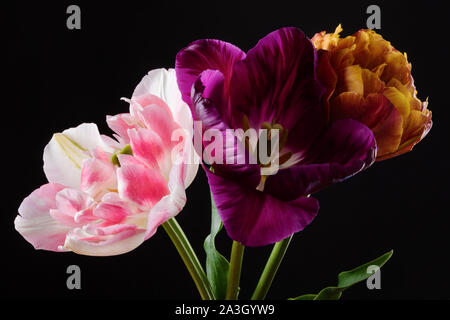 Drei bunte Tulpen auf schwarzem Hintergrund Stockfoto