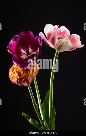 Drei bunte Tulpen auf einem dunklen Hintergrund Stockfoto