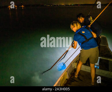 Takiya - ryo Unterwasserjagd auf See Hanama, Hamamatsu, Japan Stockfoto
