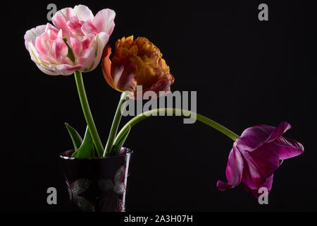 Drei bunte Tulpen in der Vase auf einem dunklen Hintergrund Stockfoto