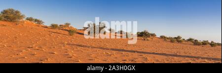 Namibia, otjozondjupa Provinz, Bagatelle Kalahari Reserve, Dune und Savanne Stockfoto