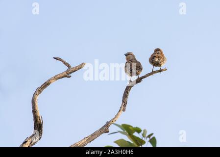 Namibia, Provinz Kunene, Torra Conservancy, kontaktfreudig Weber Stockfoto