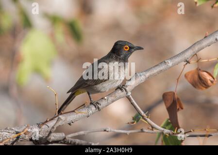 Namibia, Provinz Kunene, Torra Conservancy, African Red Eyed Bulbul Stockfoto